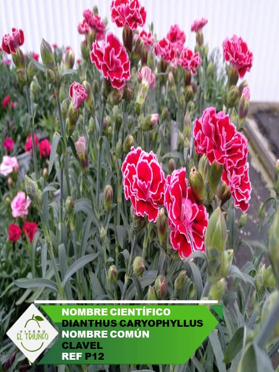 Plántula de Clavel
