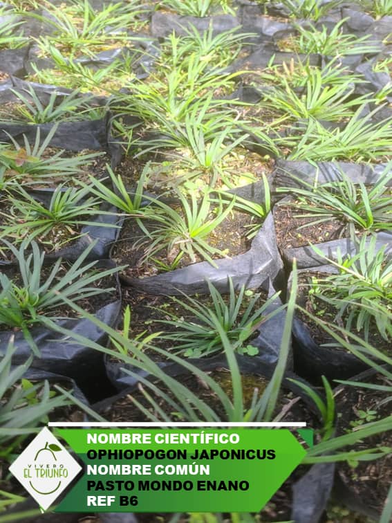 Plántula de Pasto Mondo Enano