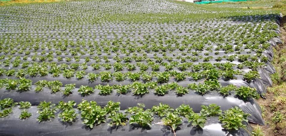 Plástico AgromulchX para Fresa | Cultivo eficiente y protección agrícola