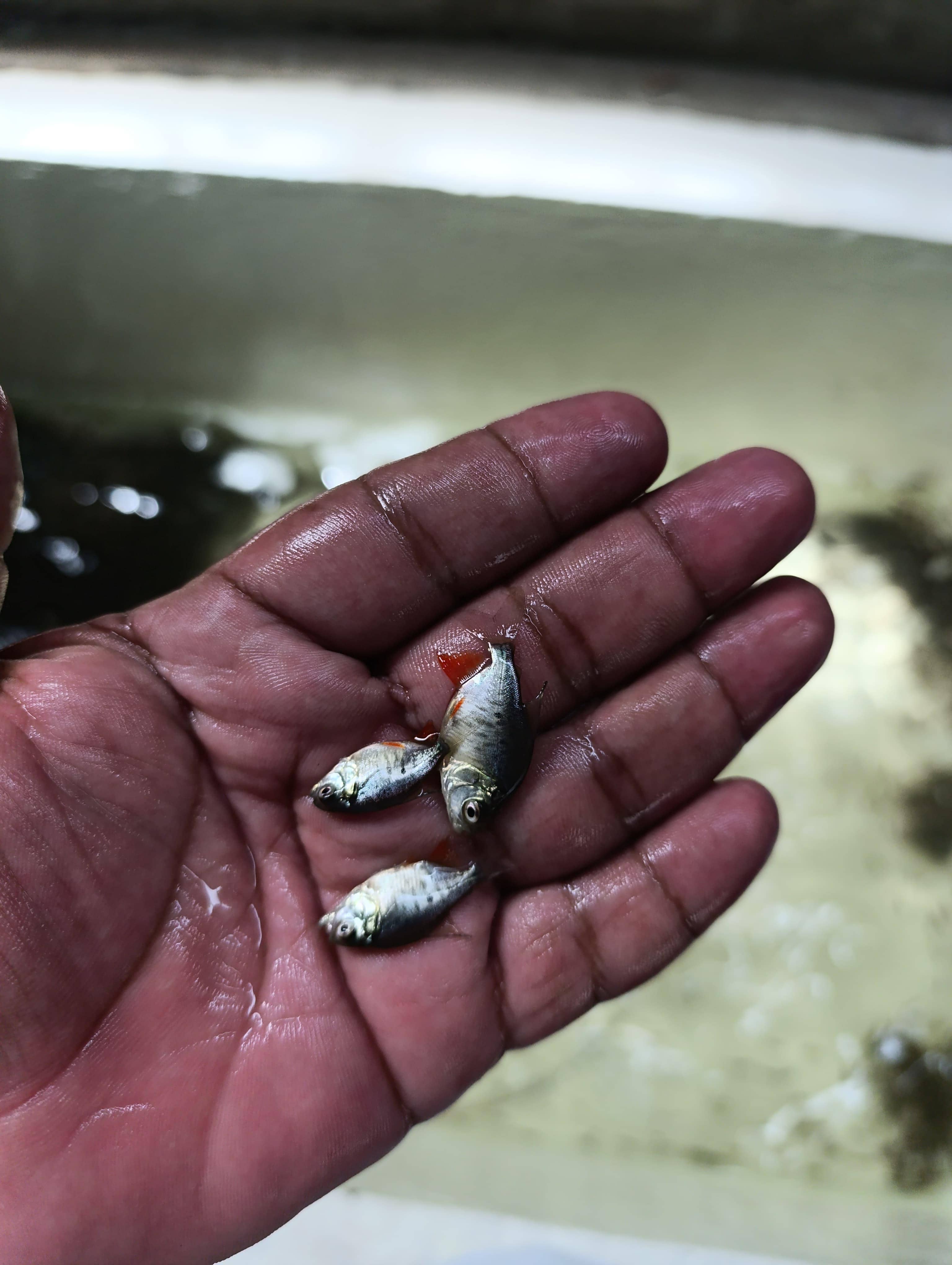 Alevinos de Cachama x Unidad – Calidad y Rendimiento