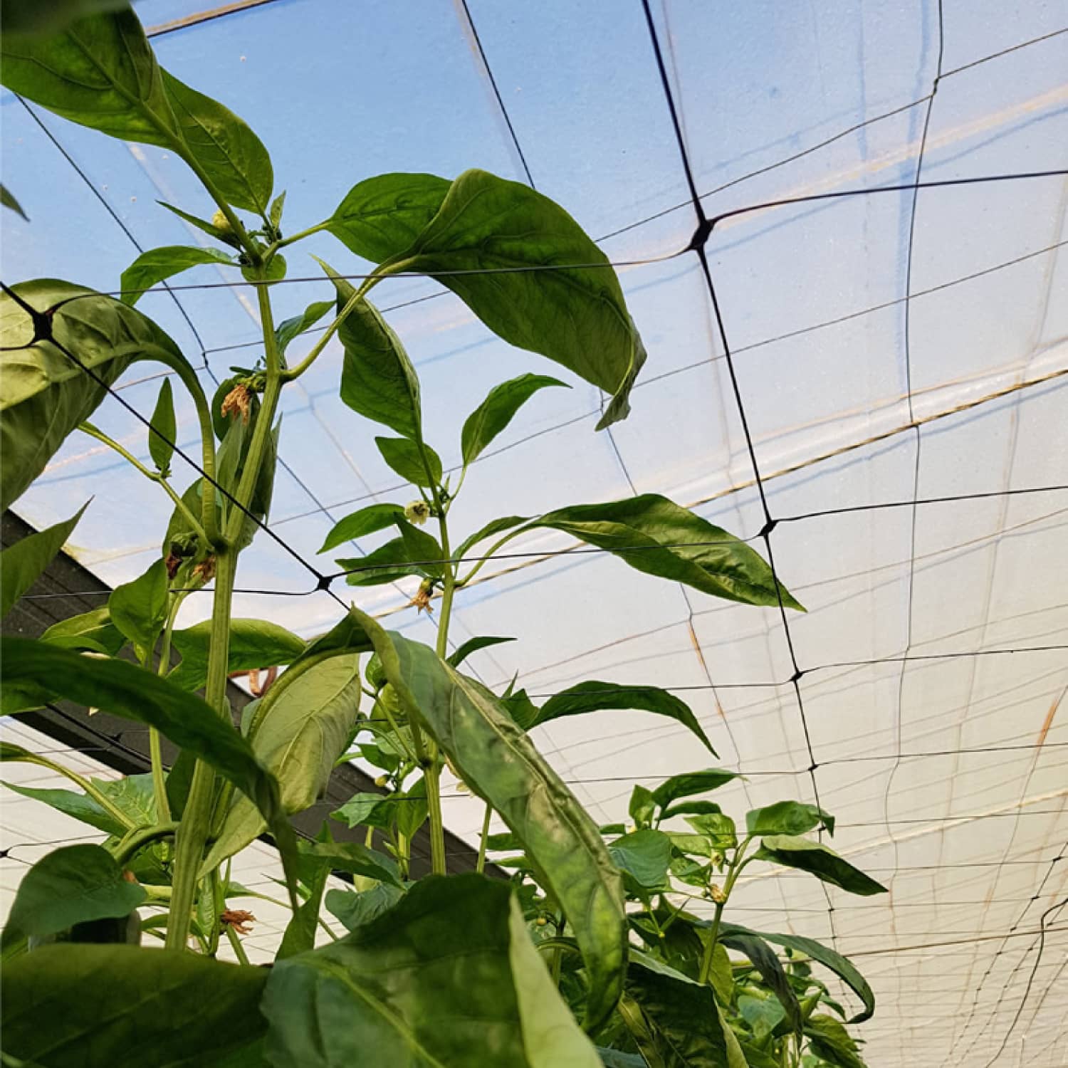 Malla Soporte para Plantas | Tutorado