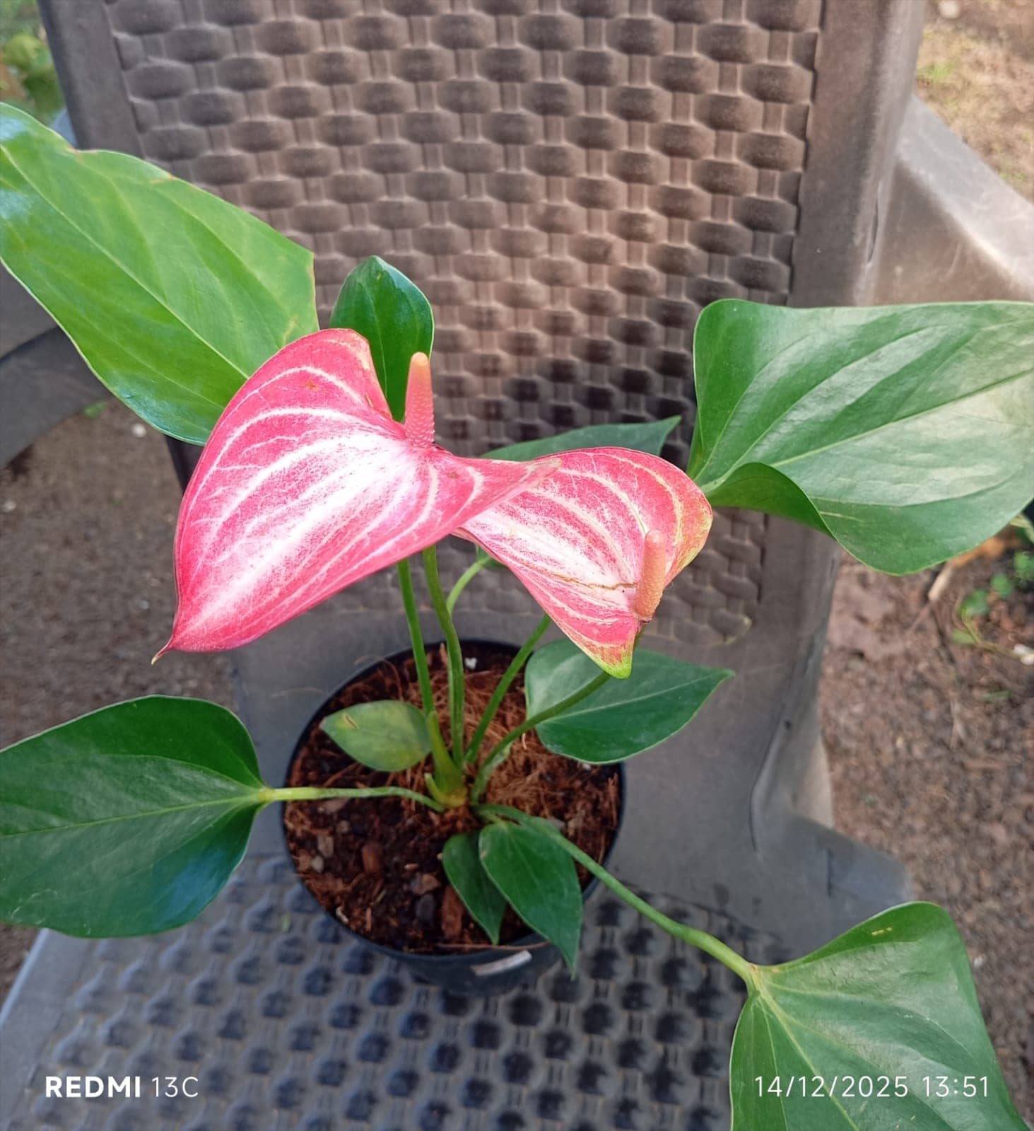 Anturios en Colombia | Planta Ornamental Tropical Premium