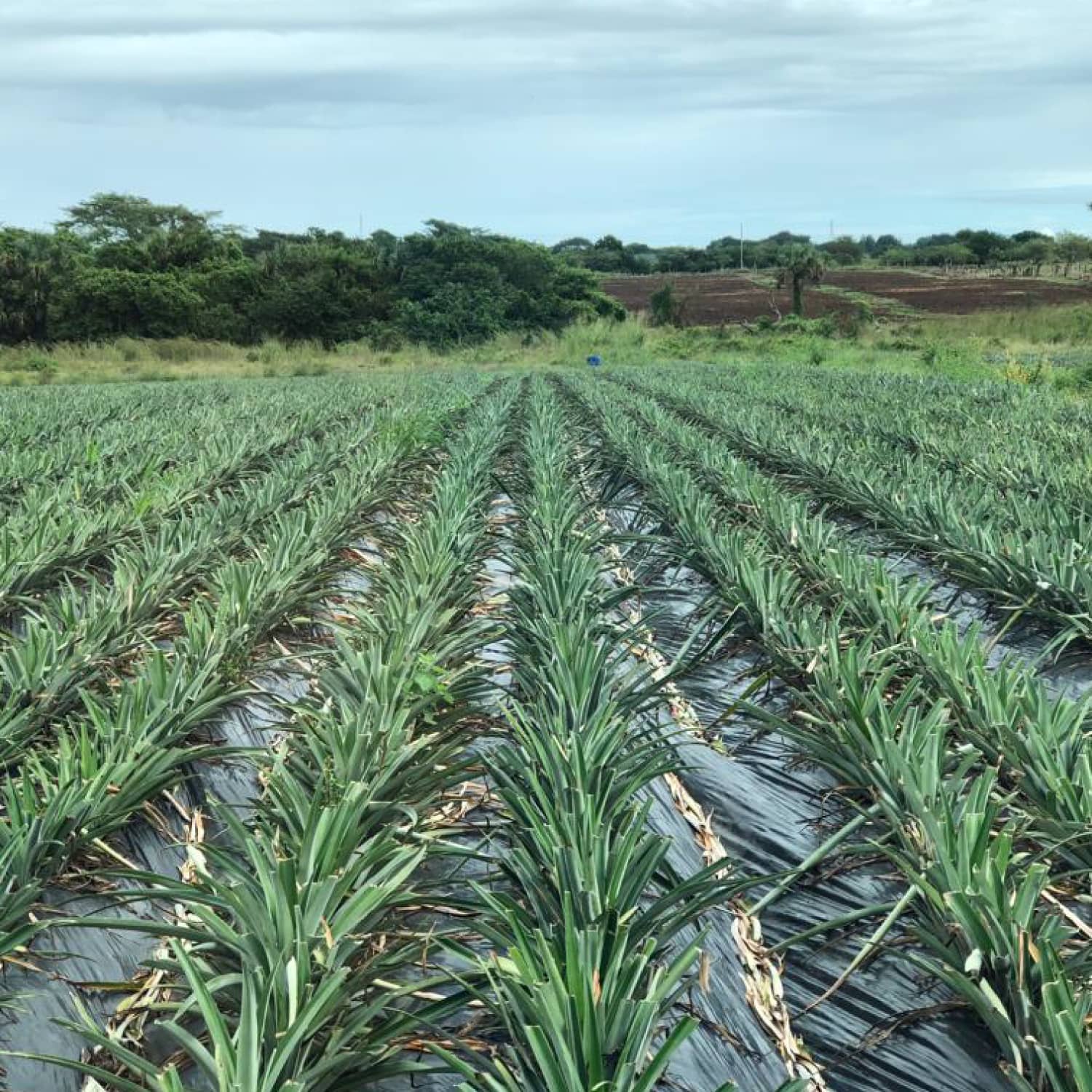 Plástico AgromulchX para Fresa | Control de Maleza y Humedad