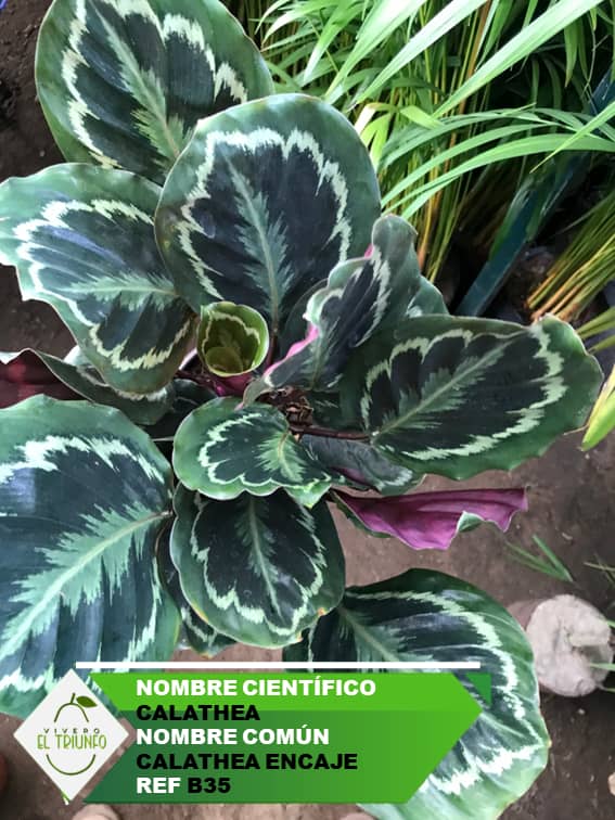 Plántula de Calathea Encaje
