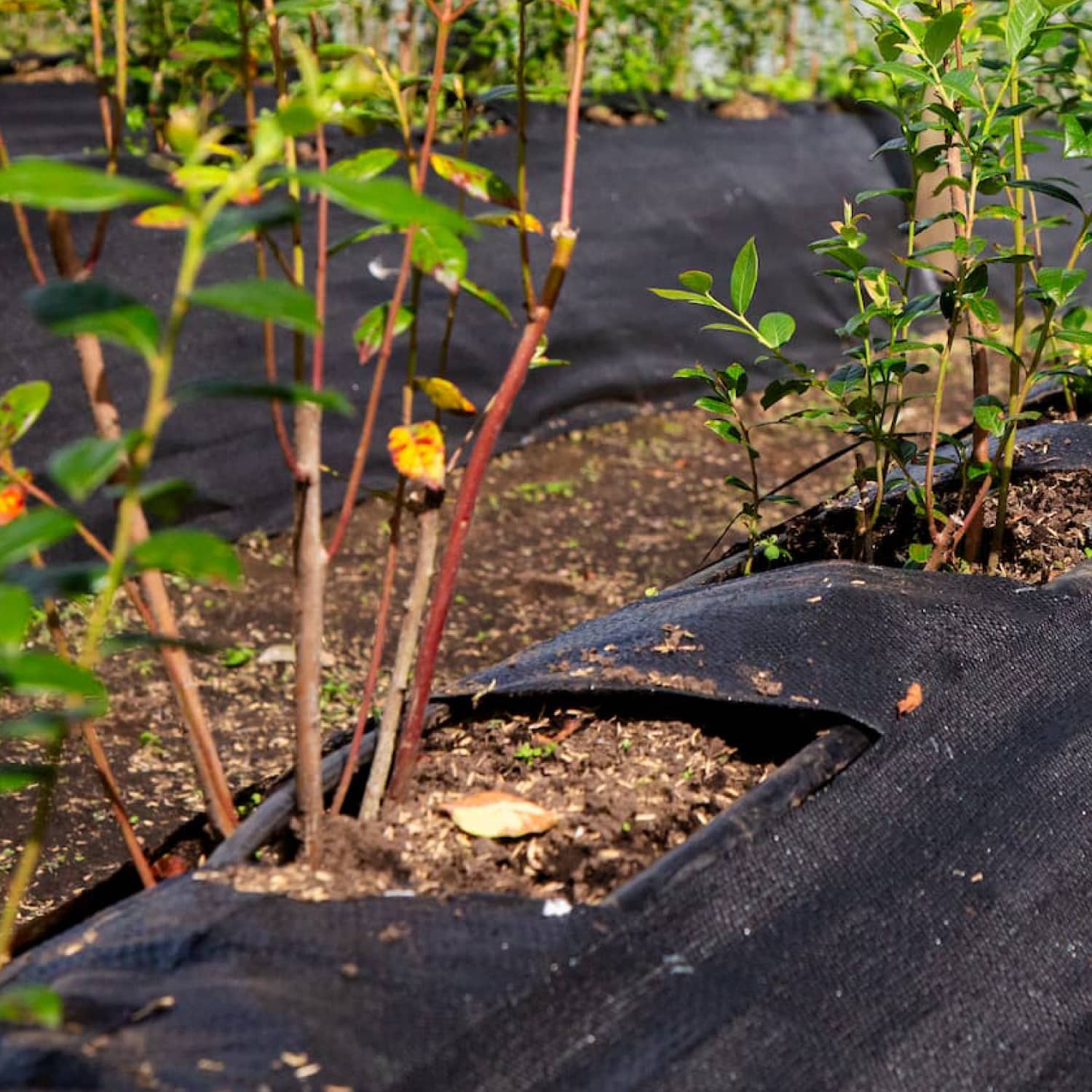 Tela Cubre suelo | Control de Maleza y Estabilización