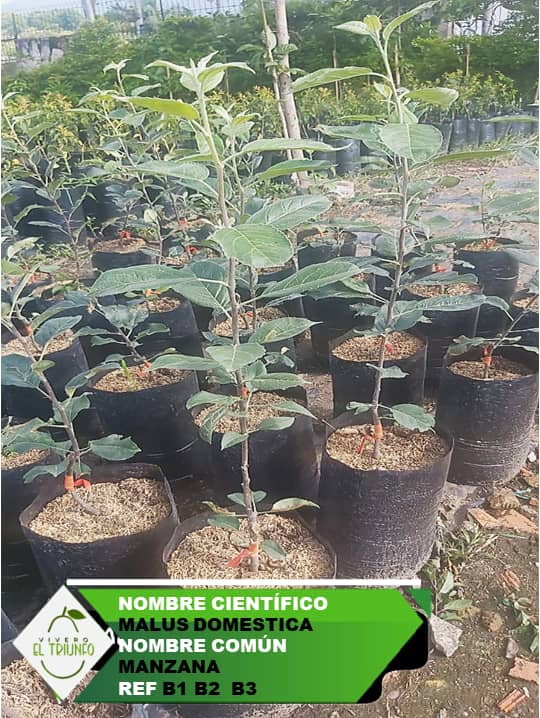 Plántula de Manzana