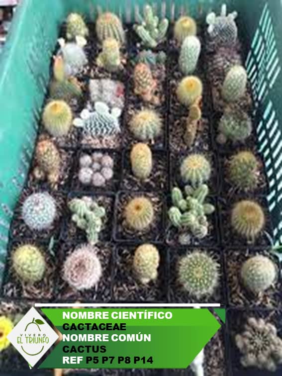Plántula de Cactus