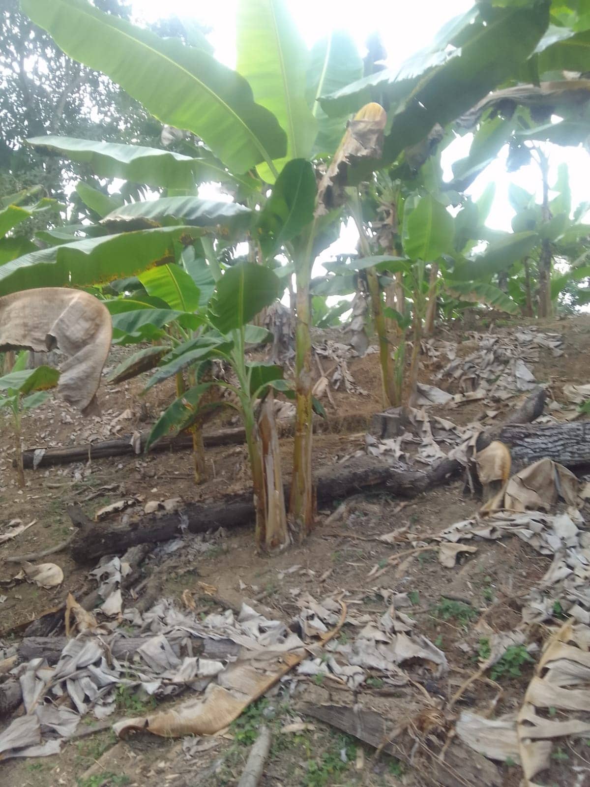 Imagen de WhatsApp 2024-01-25 a las 17.40.59_1b5396bf.jpg