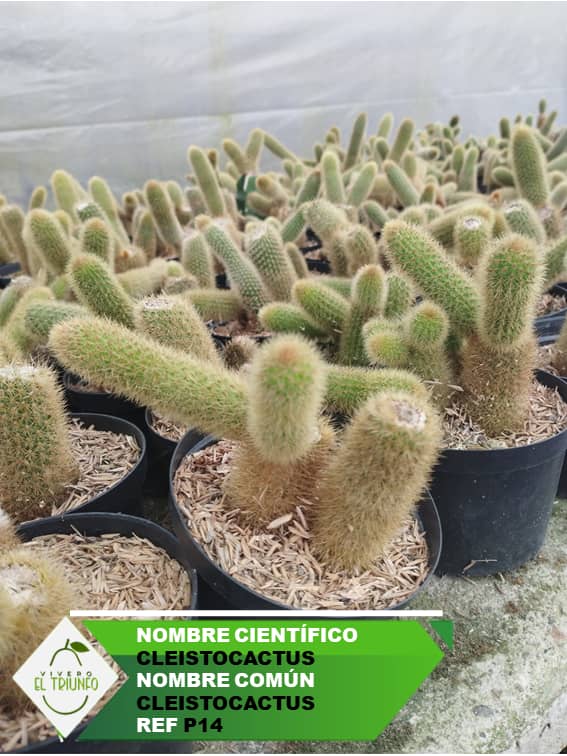 Plántula de Cleistocactus