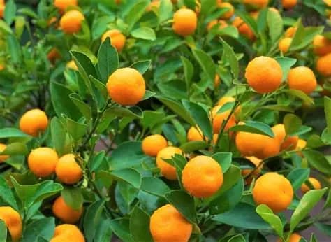 Protege y cuida tus cultivos, asegura tu cosecha.