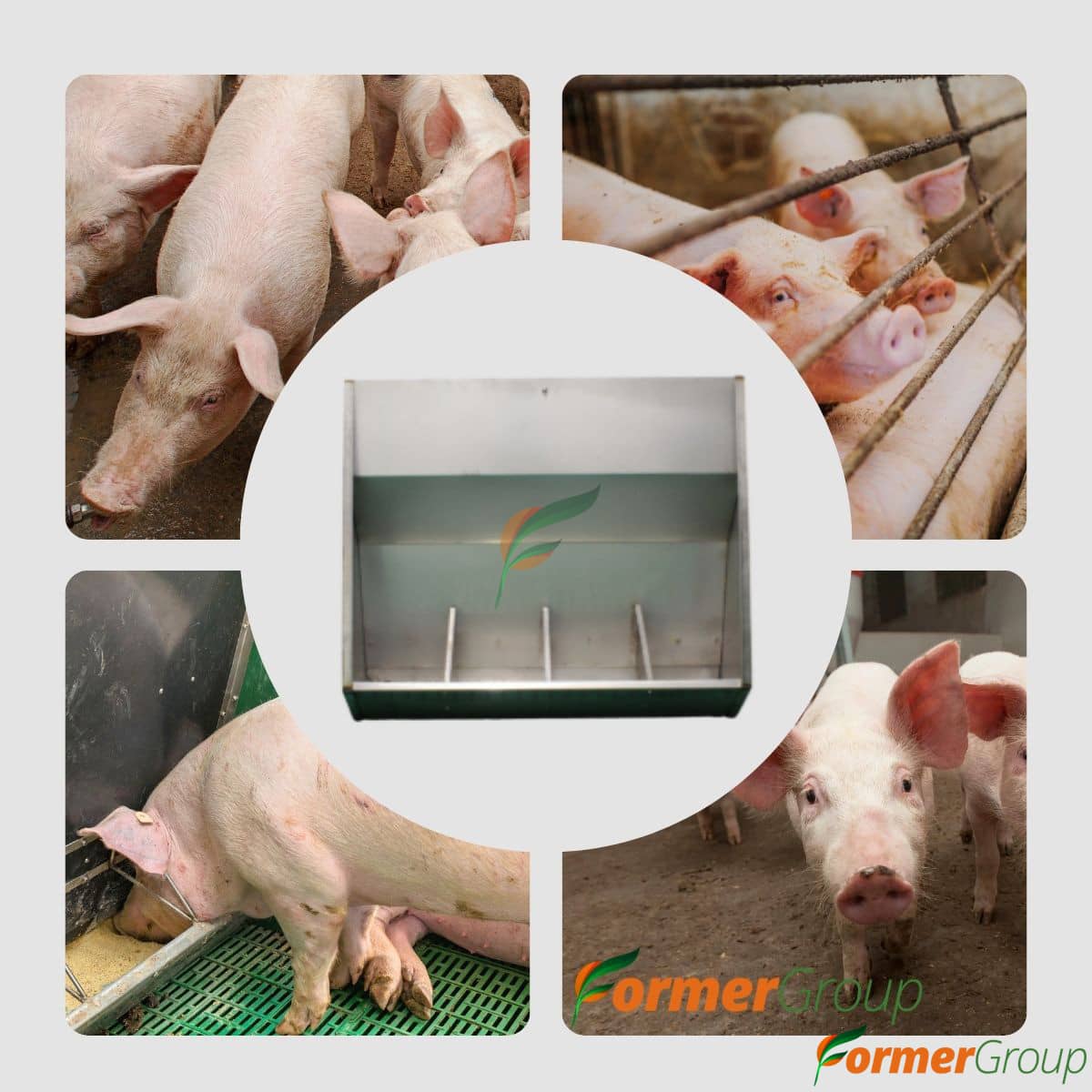 Comedero 4 Puestos para Cerdos Acero Inox 80kg