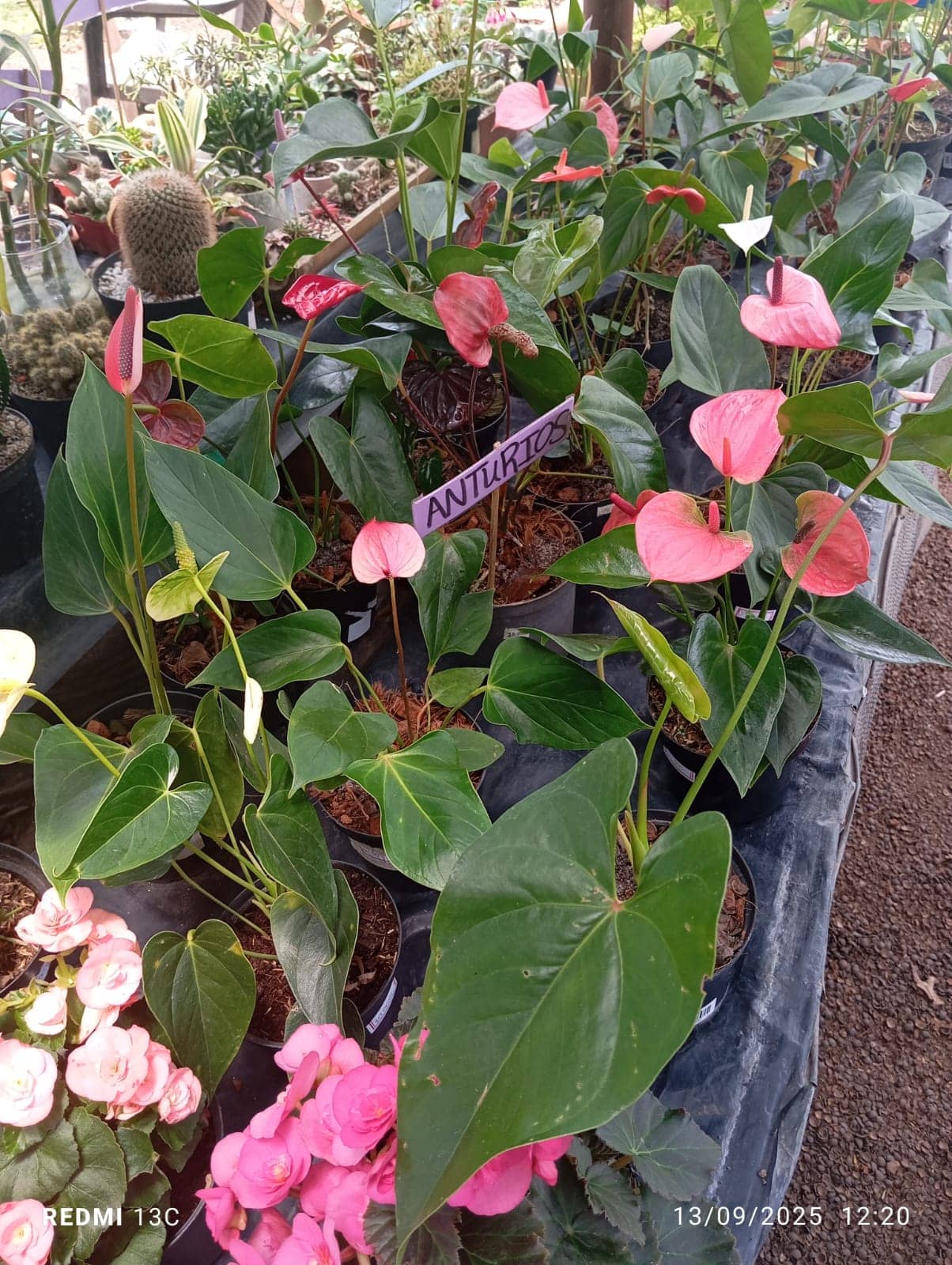 Anturios en Colombia | Planta Ornamental Tropical Premium