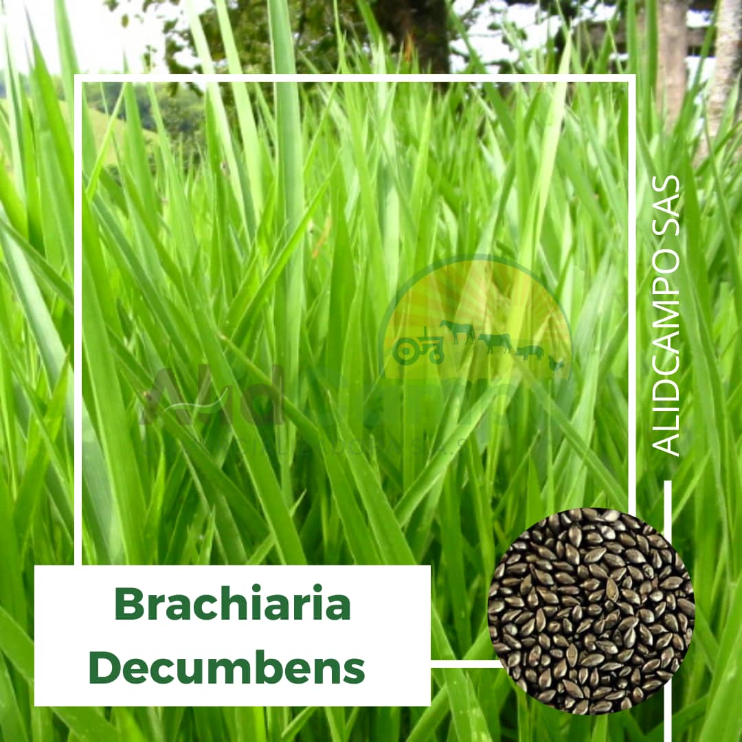 Semilla Brachiaria Decumbens