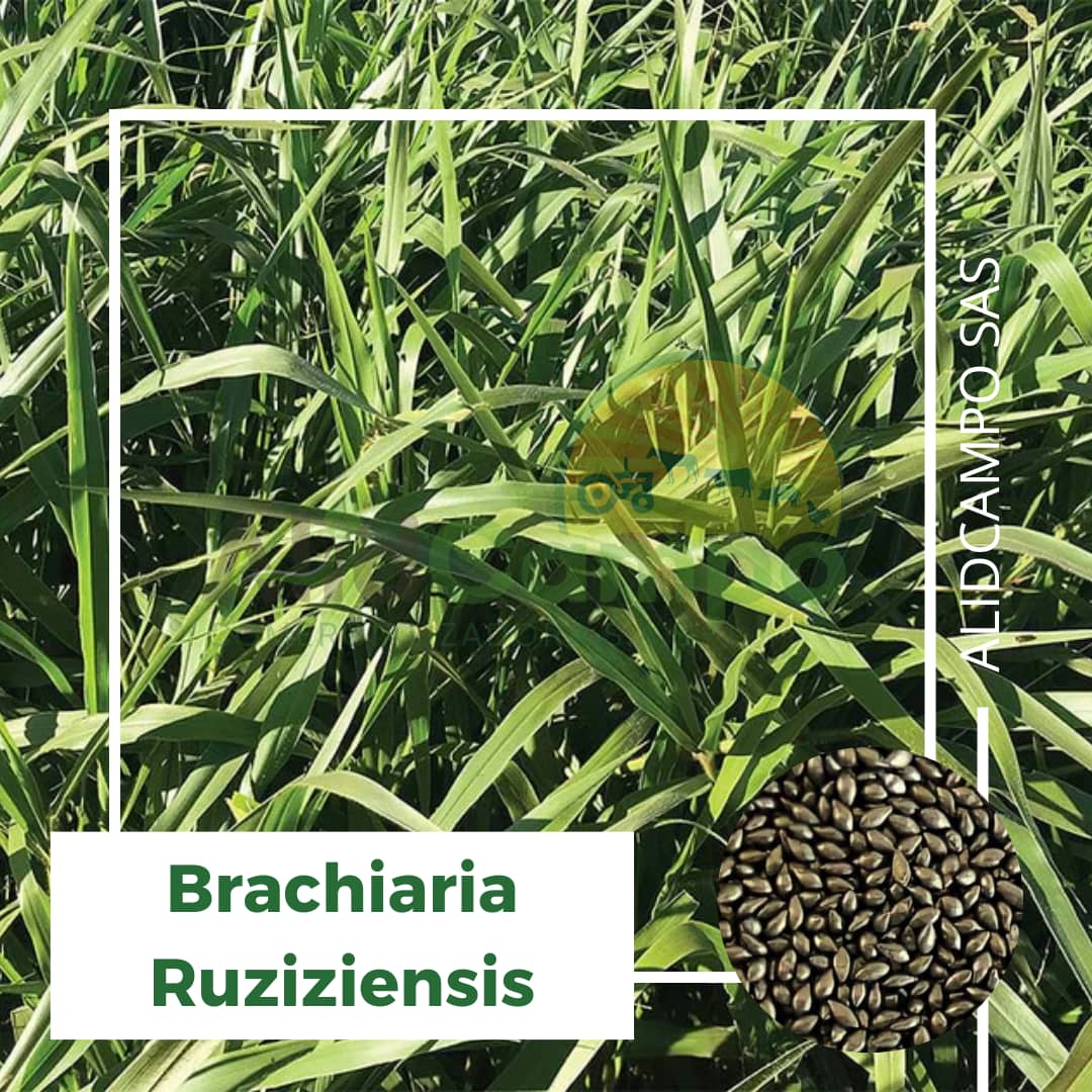Semilla Brachiaria Ruziziensis