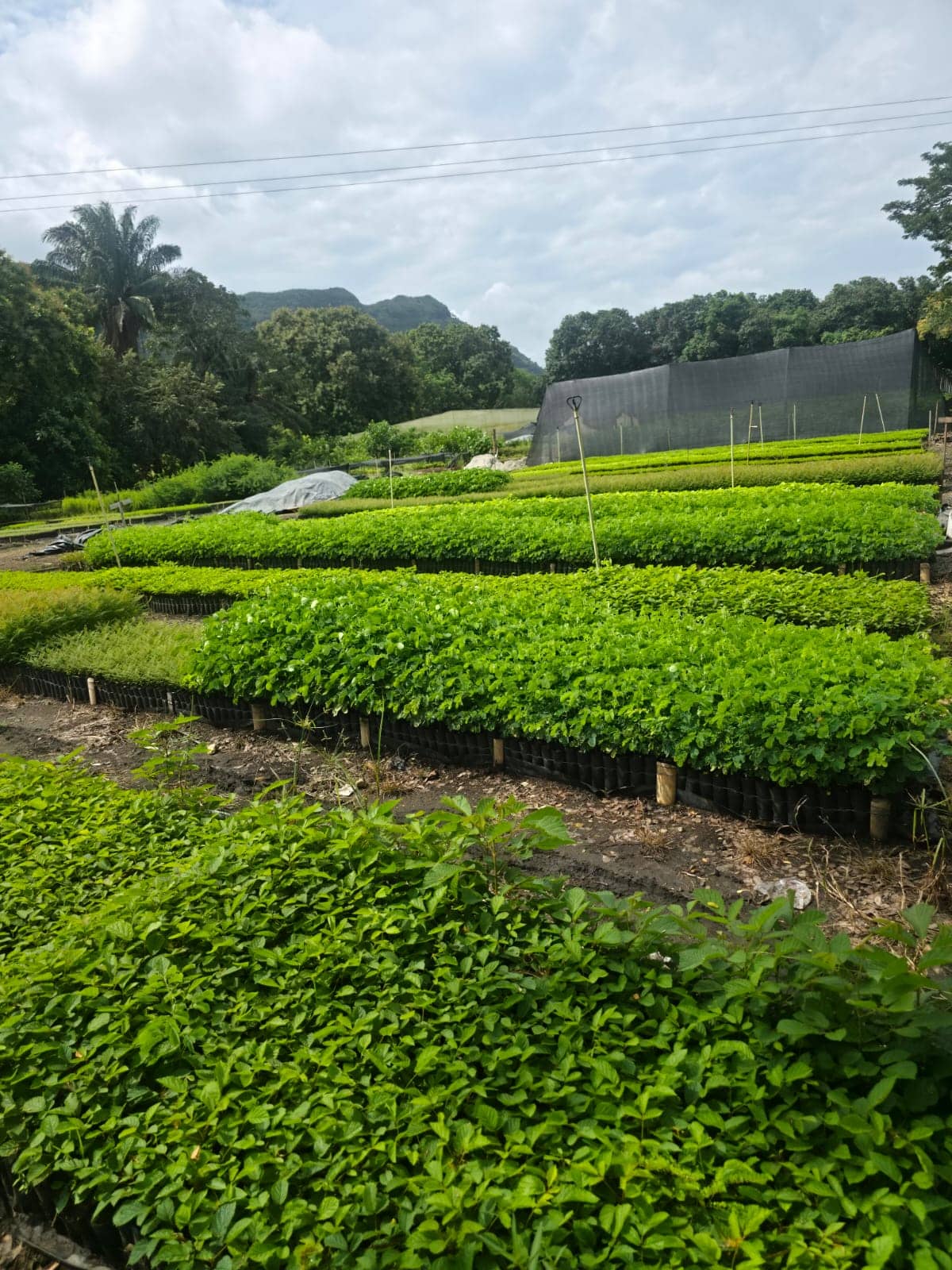 Plantas Forestales en Bolsa 15x35 40 cm | Agroforesta Colombia