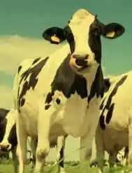 Suplemento Balanceado para Vacas Lecheras 75-18