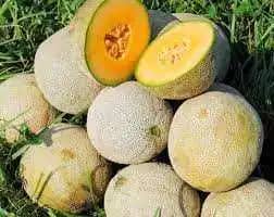 Semilla De Melón Edisto 47