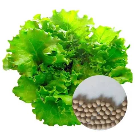Semilla De Lechuga Simpson Crespa X 454 G