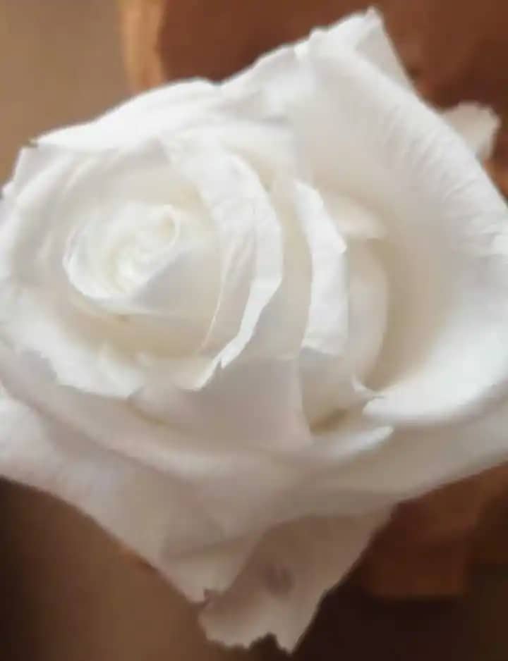 Blanca.jpg