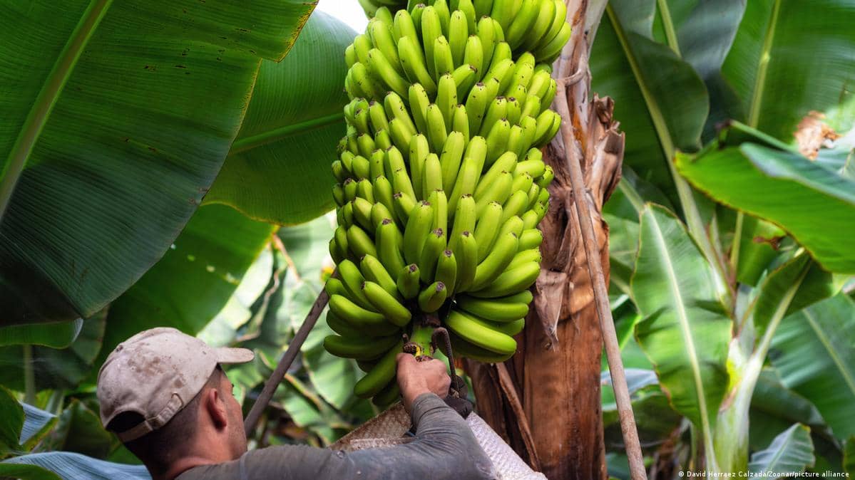 Kit 3 - Plátano - Croper