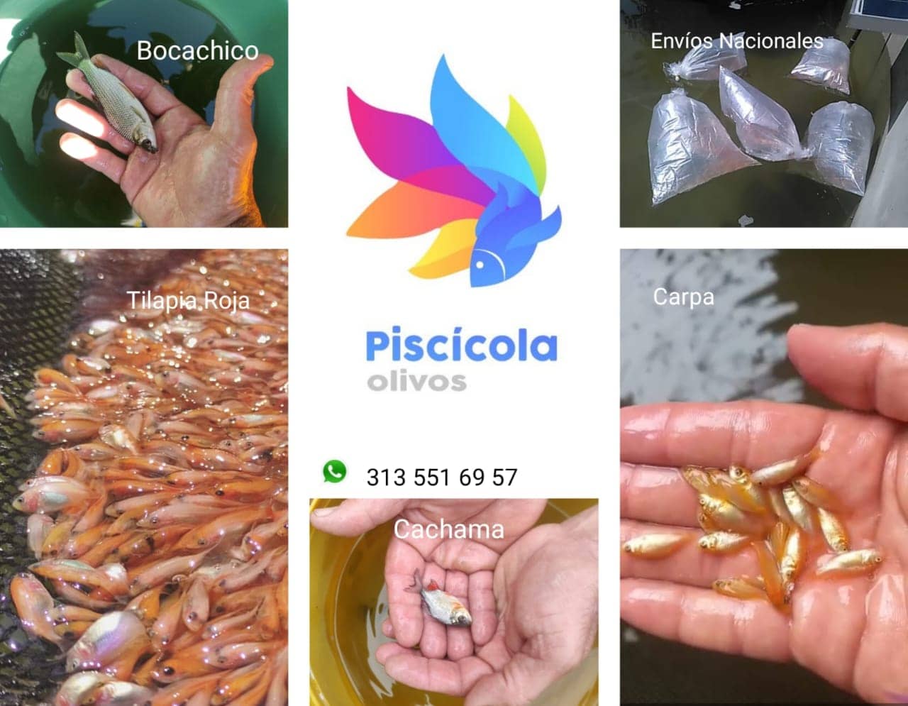Semillas de Peces