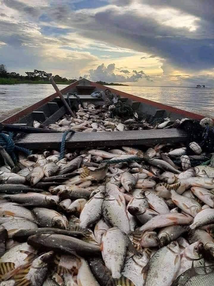 Bocachico Magdalena