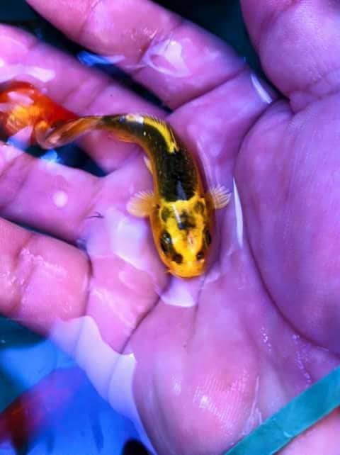 Carpa Dorada