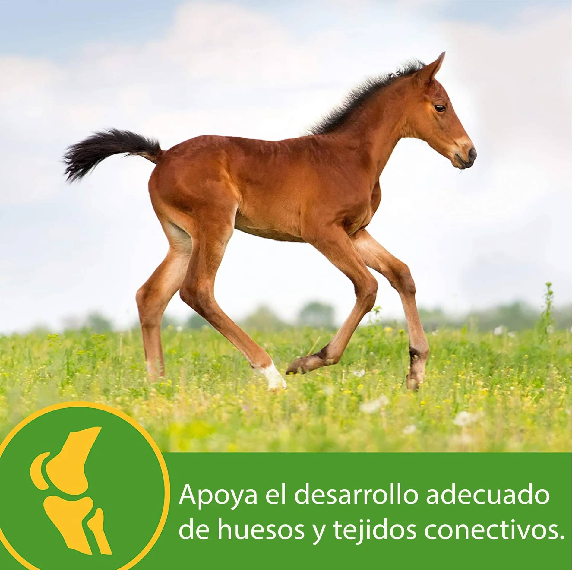 GROW COLT – Vitaminas y minerales para potros en desarrollo