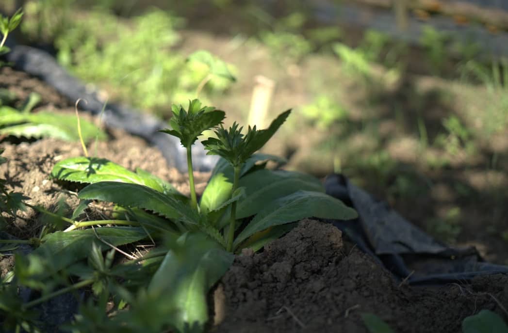 Captura de pantalla 2024-12-10 145109.png