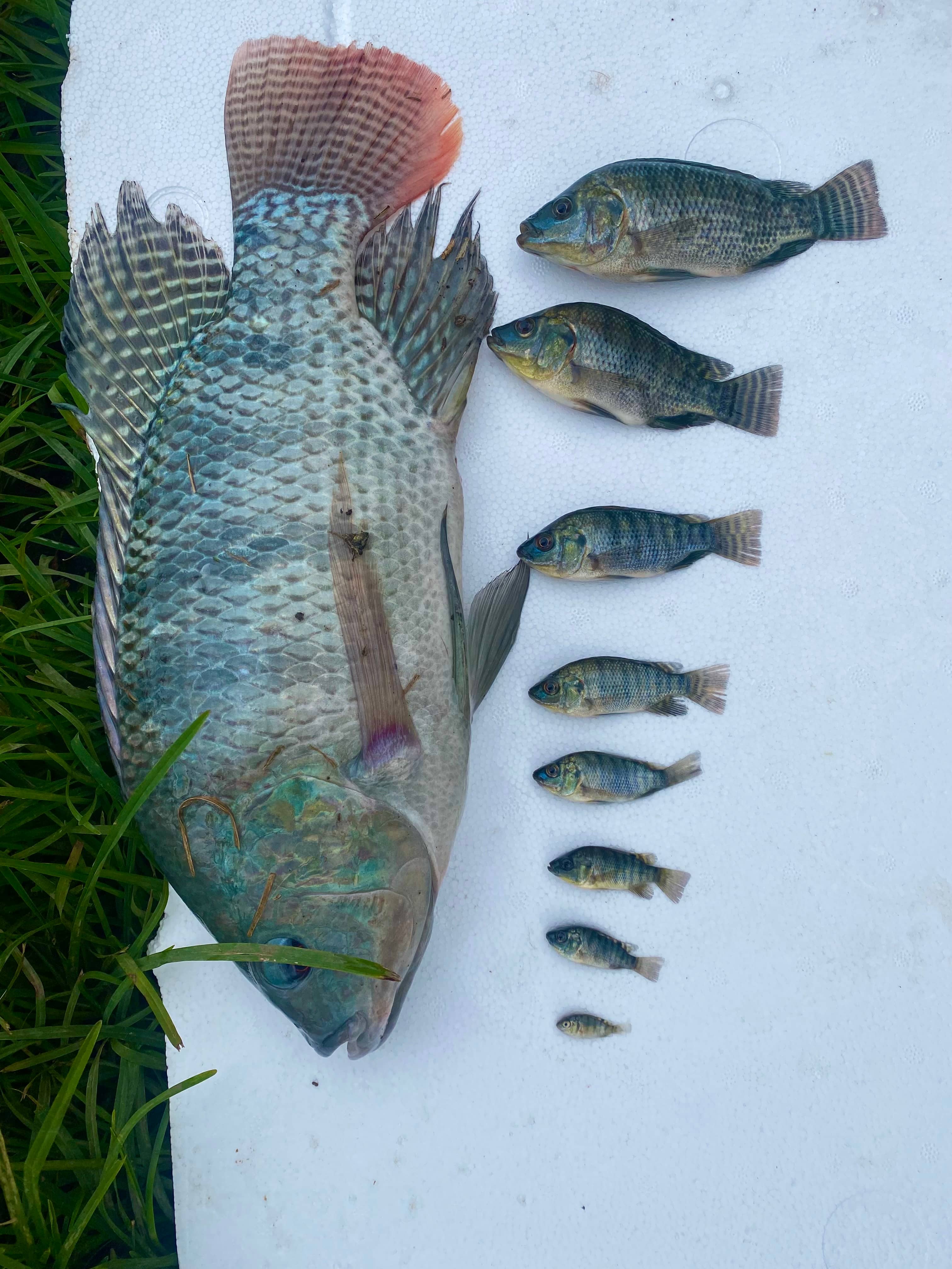 Tilapia Nilotica