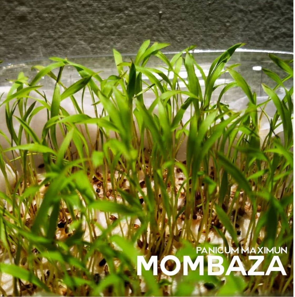 Semilla de pasto Panicum Mombaza – Pureza 90,2% – VC 76% – Importada de Brasil