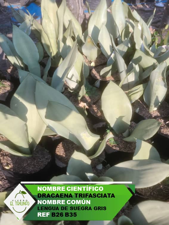 Plántula de Lengua de Suegra Gris