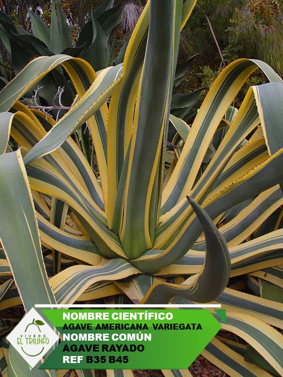 Plántula de Agave Rayado