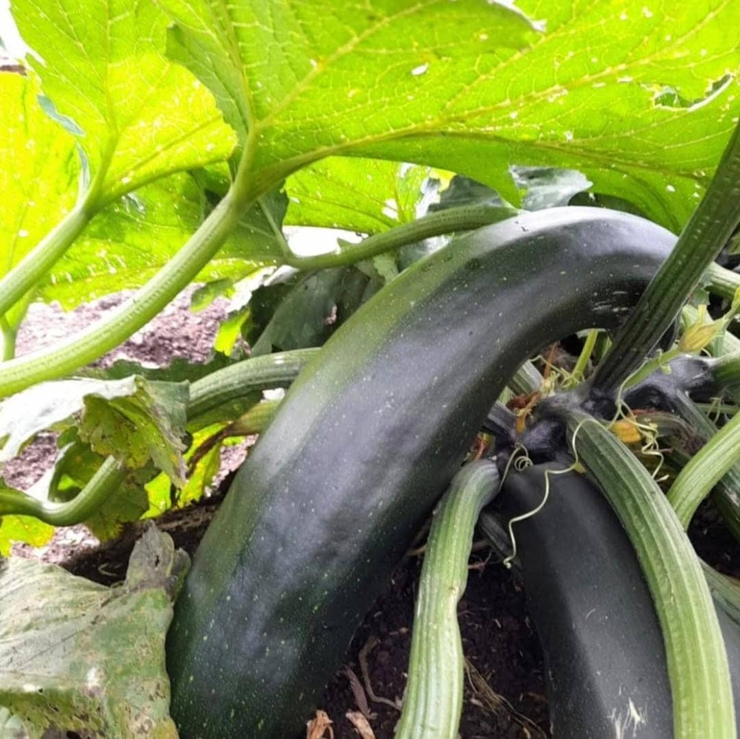 Hortalizas y legumbres de La Matilde