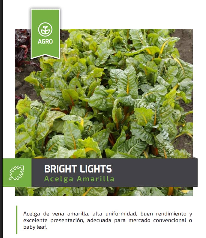 Semilla Acelga Bright Lights 454g – Colores y rendimiento