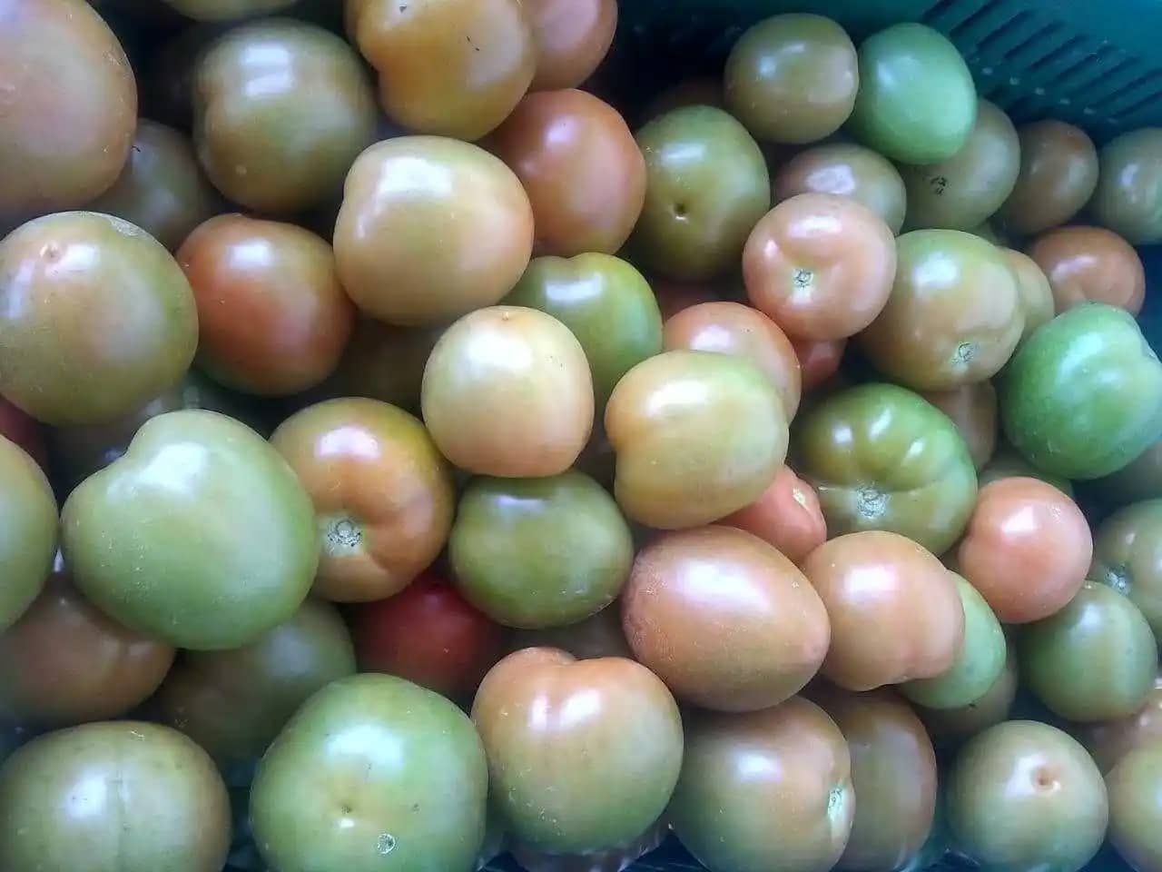 Venta de tomate de aliño Nelson Valencia