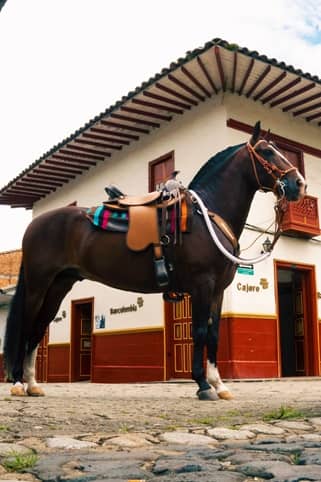 Silla Monarca cabalgata MESACÉ - Negra