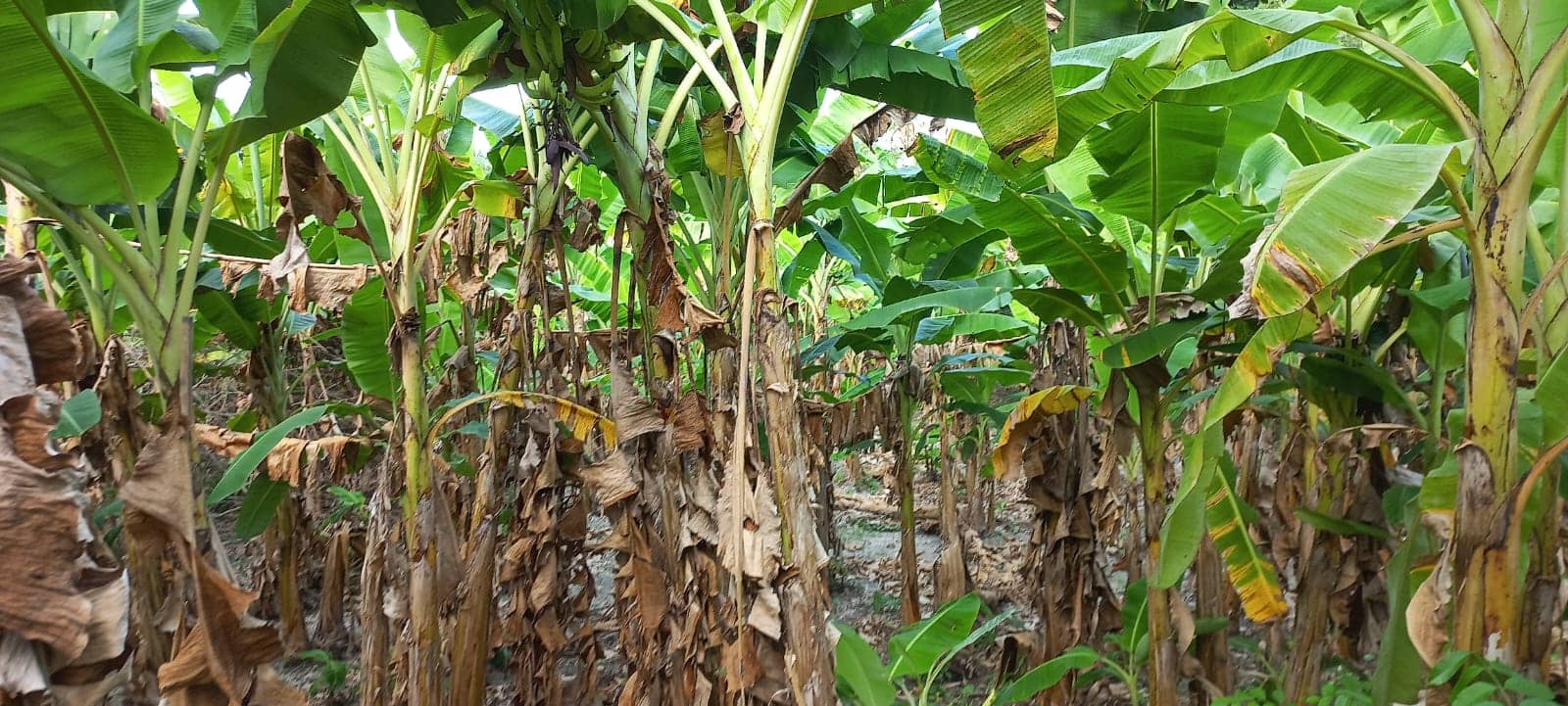 Imagen de WhatsApp 2024-01-26 a las 10.08.27_ebc7aaa6.jpg