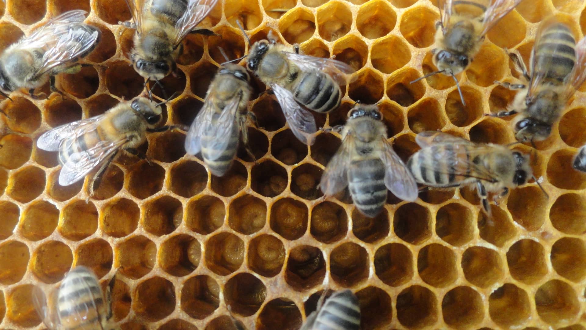 Miel de Abejas artesanal x 1 Kg | Las Margaritas