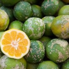 Limón Mandarino