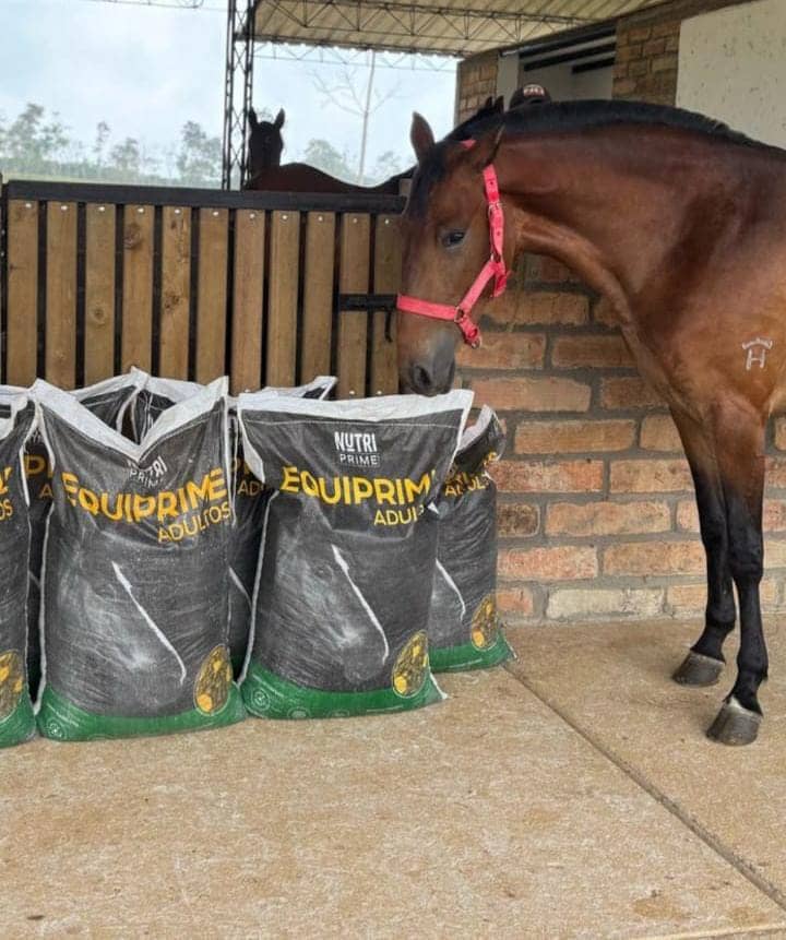 EQUIPRIME ADULTOS - NUTRIPRIME