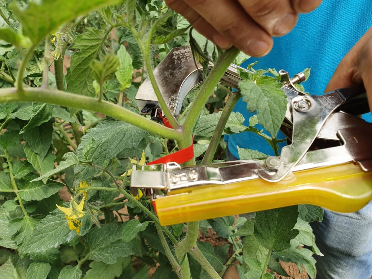 Atadora de Tallos -  Fijación de Plantas en Cultivos y Jardinería