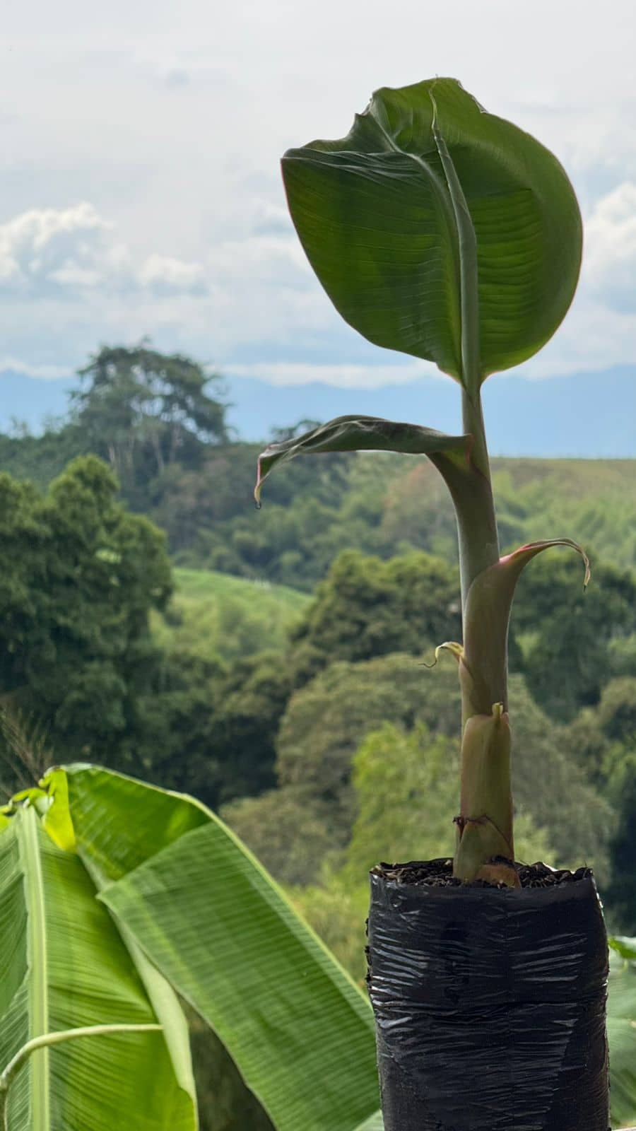 Plátano Dominico Hartón Certificada | Arton, Vivero, Plantula