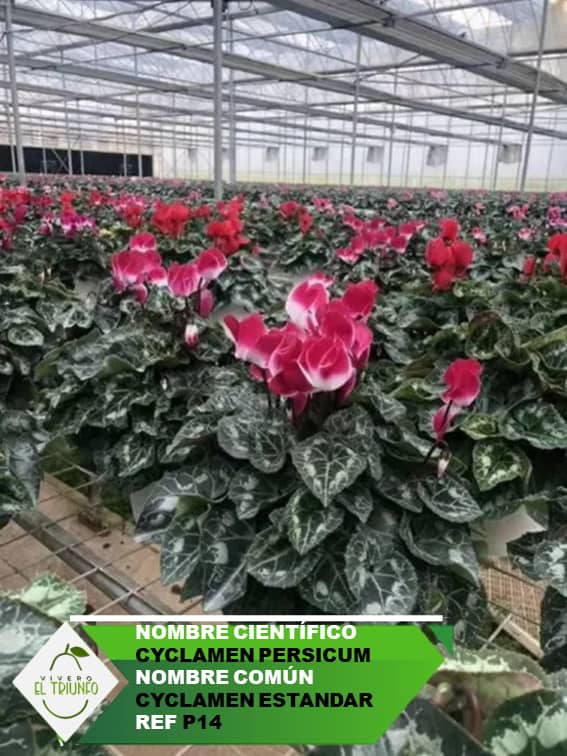 Plántula de Cyclamen Estándar