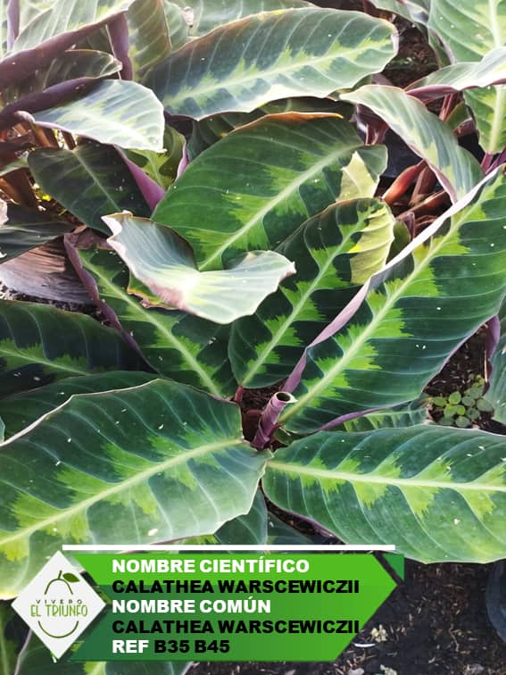 Plántula de Calathea Warscewiczii