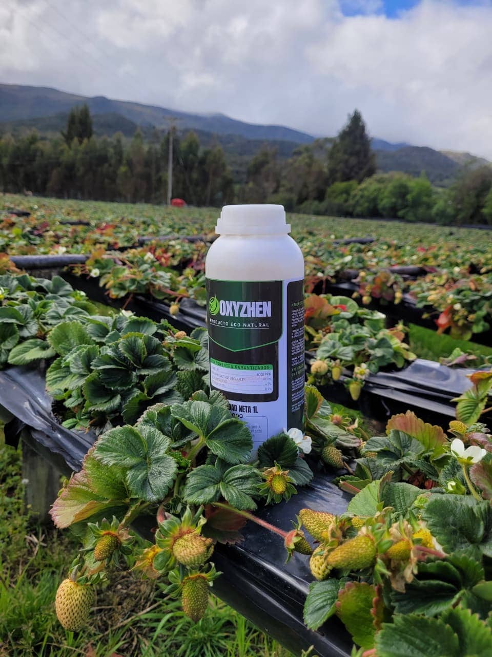 OXY ZHEN 1 Litro | Fungicida Orgánico de Amplio Espectro