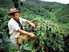 finca cafetera.jpeg