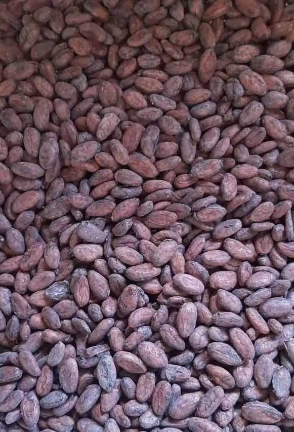 Granos de cacao especial 100% natural x kilogramo