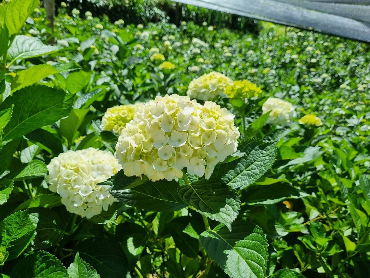 Docena de Hortensias Blancas Frescas | Flores para Eventos y Decoración