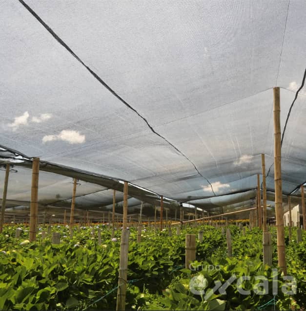 Tela sombra 60% 3x100m negra | Protección agrícola UV